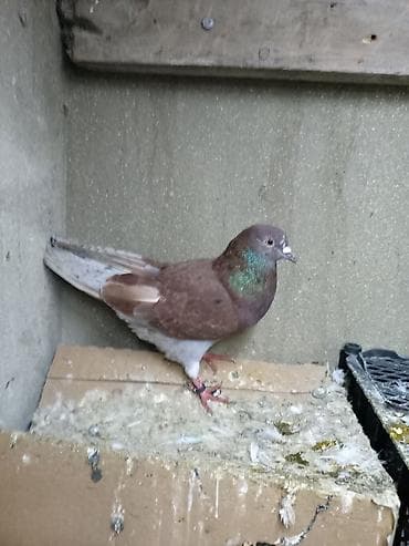 tap az goyercin: Qırmızı əbreş quyruq ayağı üzüylü erkey Təsvir: - Rəng — 1