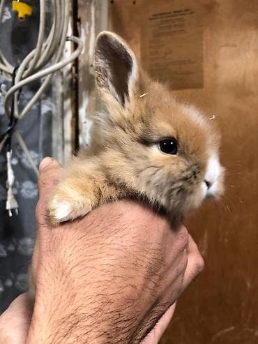 Heyvanlar: 4 eded Qulaqi Sallag dekorativ karlik dovsan evde saxlamali — 10