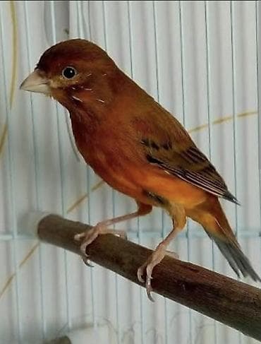 Kanareyka Bülbül alıram cutde olmayan erkek