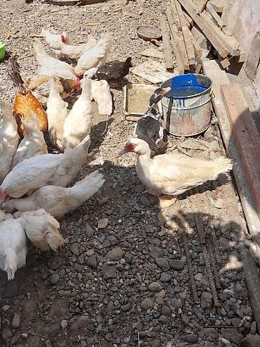 heyvan satisi: 2 erkek 2 dişi ördək.4 bala, balanın 3 ü erkek 1i,dişi.toplam 100azn — 6