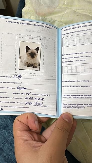 ev pişiyi qiyməti: Siam, Erkək — 1