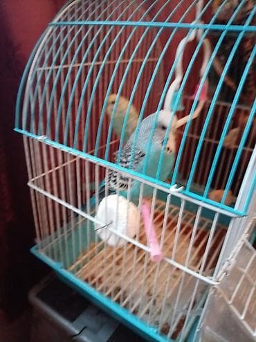 K/t heyvanları və malları: Dalğalı papuqay dəsti – qəfəs və aksesuarlarla - 2 ədəd dalğalı — 2