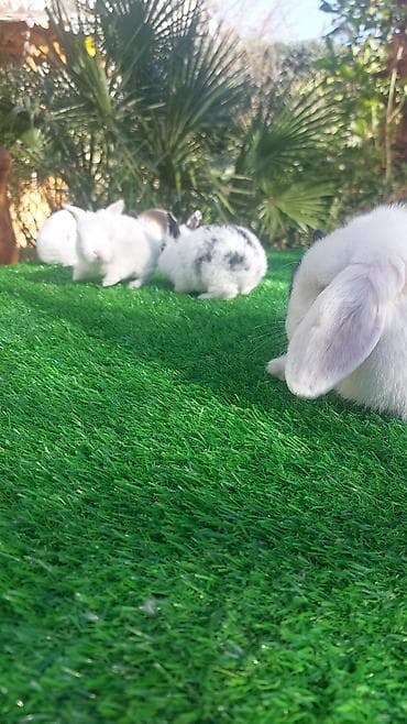 Птицы: Wekilde gorduyunuz mini Xolandski loplar satilir muxtelif renglerdedi — 7