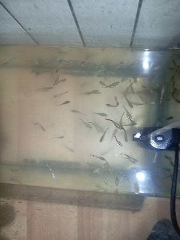 Balıqlar: Quppi, Sülhsevər — 2