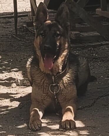 Alman çoban iti, 1 il, Erkek, Sənədli, Ünvandan götürmə