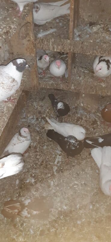 İtlər: 3 eded cil 40 azn tek tek isdeseniz 1 eded 15 azn 2 si erkek 1 maya — 4