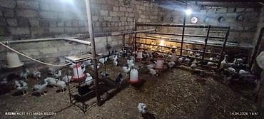 balaca cuce: Toyuq cücələri, Ətlik — 5