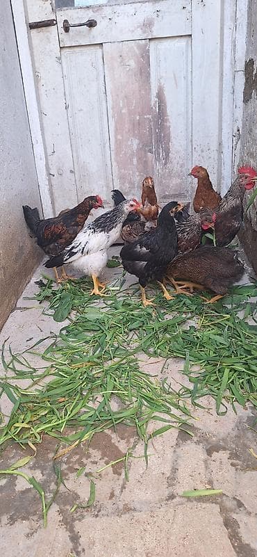 Куры: Курица, Для разведения, Платная доставка — 5