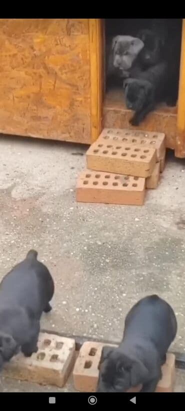 кане корсо цена: Kane-Korso, 1 ay, Sənədli, Ünvandan götürmə, Pulsuz çatdırılma, Ödənişli çatdırılma — 18