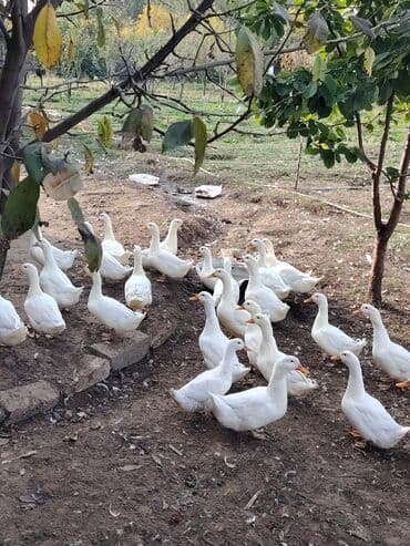 Gəmiricilər: 1 kilo 300 dən çox etleri gelir temiz kilo yarm gelen de var bir ededi — 1