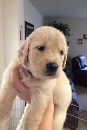 xas: Retriever — 4