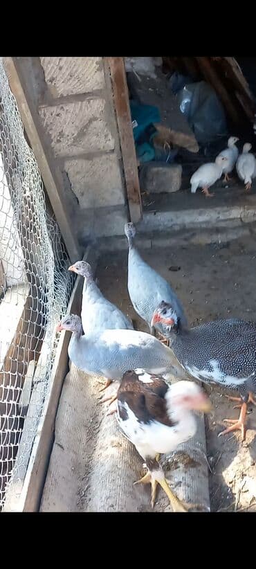 сливочное масло в баку: Şəkildə görduyunuz 3 ədəd boz sinəsi ağ 3 aylıq firəng quşlar — 3