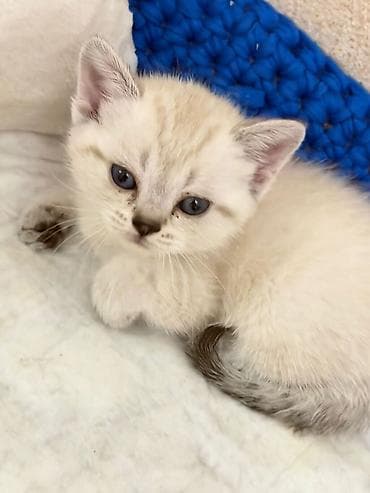 dişi pişiklər: Şotland, Dişi — 2