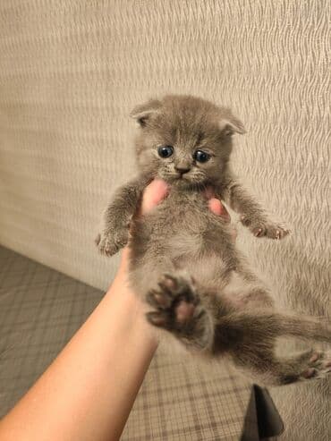 şotlan pişik: Şotland yastı qulaq, Erkək, Dişi, Yaxşı əllərə, Ünvandan götürmə, Pulsuz çatdırılma, Ödənişli çatdırılma — 174