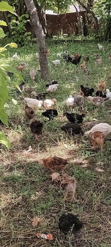 heyvan bazari keci: Salam.Tam sağlam kənd cuceleridir.50 gunlukdur.100 ə yaxın cucedir — 2