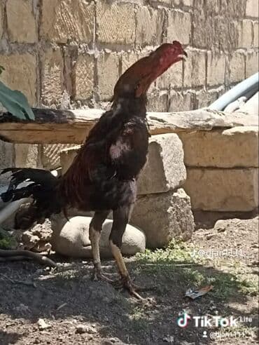 meşe xoruzu: Xoruz, il: 1, Ünvandan götürmə — 1