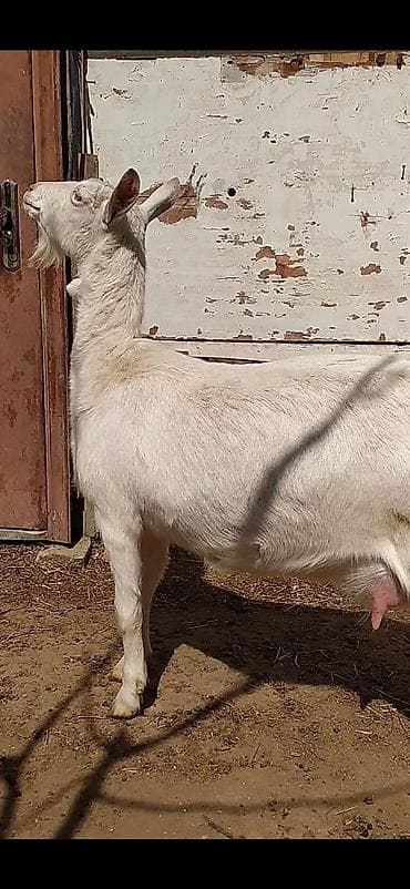 Gəmiricilər: Safqan Saanen dişi südlü keçi. Xüsusiyyətlər: - Süd istiqamətli, iri — 1