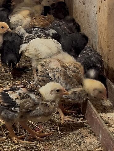 diri qoyun satisi: Toyuq cücələri, Ətlik, Ödənişli çatdırılma — 1