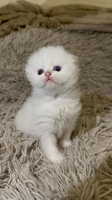 ağ pişik cinsləri: Ağ tüklü balaca pişik balası – yumşaq, uzun və sıx yun örtüyü, iri — 4