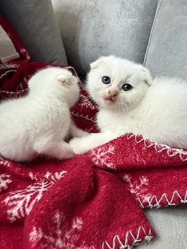 balaca ev itleri: Şotland yastı qulaq, Erkək, Dişi, Yaxşı əllərə, Ünvandan götürmə, Pulsuz çatdırılma, Ödənişli çatdırılma — 2