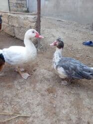 Inəklər, öküzlər: Erkək, | Lal ördək, Ətlik — 3