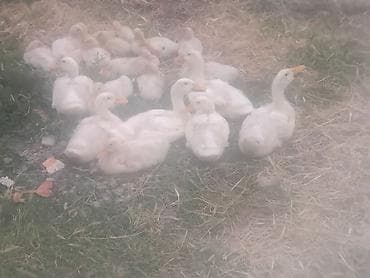pulsuz itlerin verilmesi: Salam,21 ədəd cins ördək satılır,irili xırdalıdır,tək satılmır,yalnız — 4