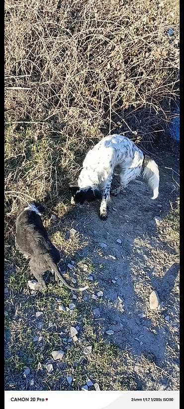 Satışda təmiz qan Setr (English Setter) itləri. - Cins: Setr - — 2