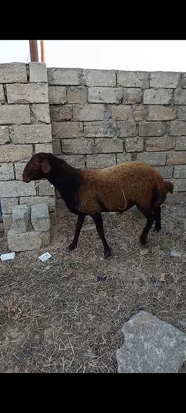 Salam.Erkey Qoç 1 yaş yarımlıq.Damazlıq üçün əla qoşdu.maraqlanan zəng