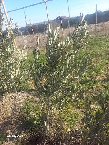 Zeytun ağacı tingləri - Növ: zeytun (Olea europaea) - İstifadə: meyvə — 1