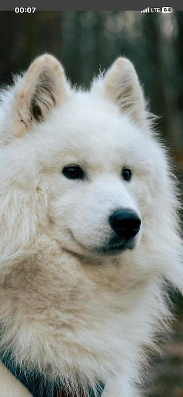 Samoyed, 2 ay, Erkek, Ödənişli çatdırılma