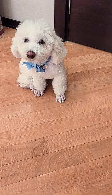 itlərin cütləşdirilməsi: Bişon Frize, 6 ay, Erkek — 10