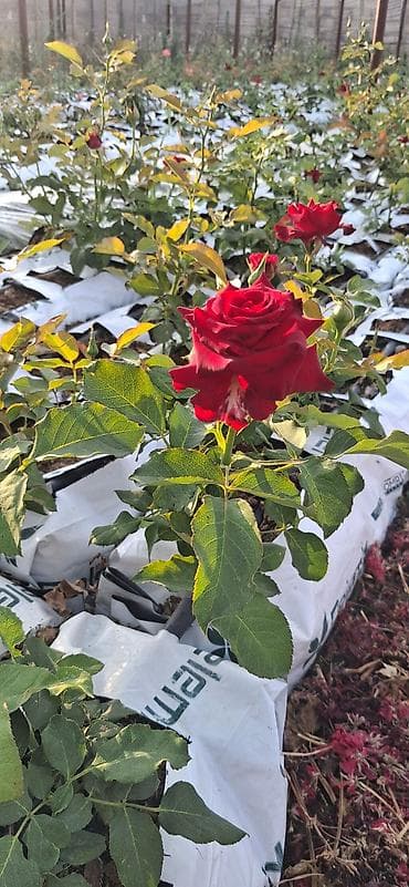 lan: Məhsul: Qırmızı qızılgül kolu (tez-tez və bol çiçək açan hibrid çay — 2