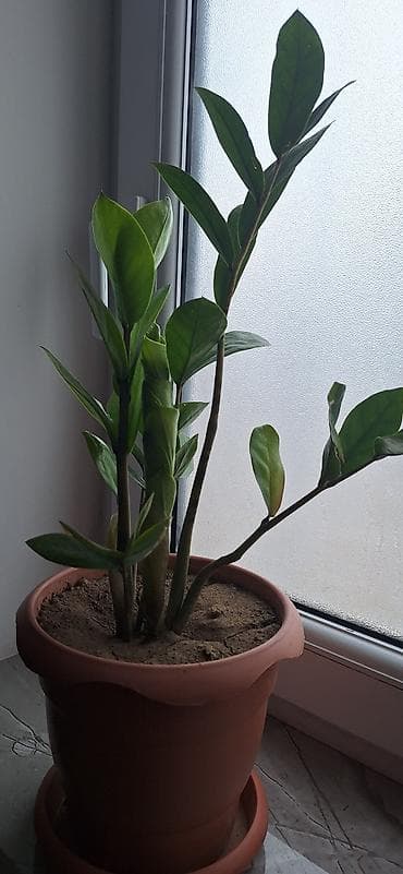 qizil gul dosabi: ZZ bitkisi (Zamioculcas zamiifolia) – qapalı məkanlar üçün dekorativ — 5