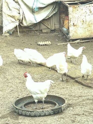 brama toyuq: Toyuq, Australorp, Damazlıq, Ödənişli çatdırılma — 8