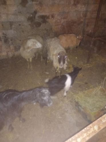 it evlerinin satisi: Məhsul: Qoyun və keçilər (balalı) Təsvir: - Təsvirlərdə bir neçə baş — 4