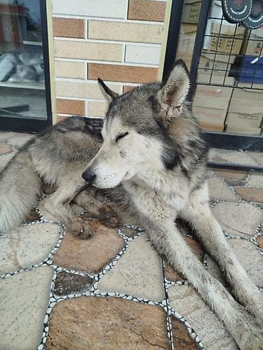 xaski iti haqqinda melumat: Xaski, 1 il, Erkek, Peyvəndli, Ünvandan götürmə — 1