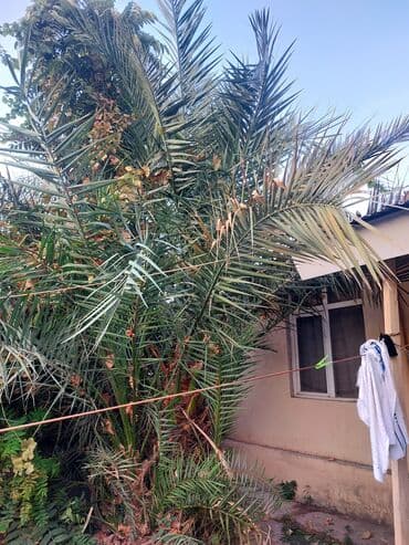 sarmaşiq: Dekorativ xurma palmisi (phoenix) – həyət və bağ sahələri üçün iri — 1