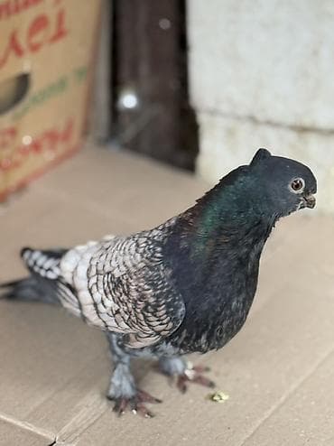 quş xana: Erkey bala veren hünkari satilir ciddi alicilar yazsin — 2