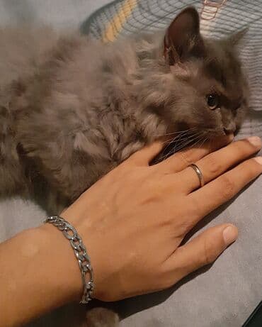 британская голубая кошка: Yaxşı əllərə — 2