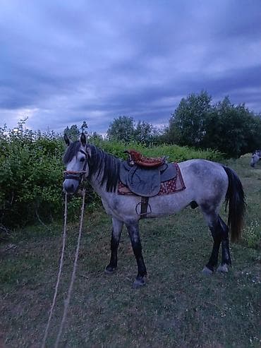 at bazar: Satılır 7 yaşa keçib Erkək di sakit at di Yörqasi da var super at di — 2