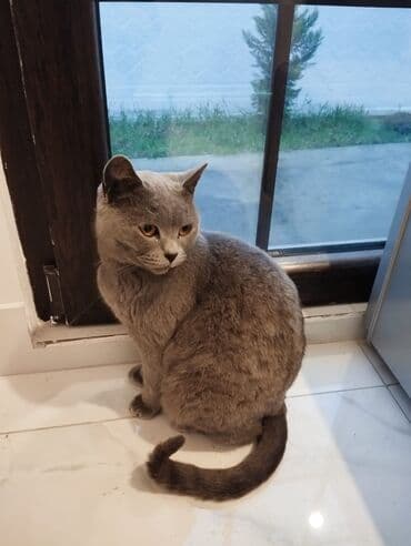 Gəmiricilər: Britan, Erkək, Yaxşı əllərə, Pulsuz çatdırılma — 3