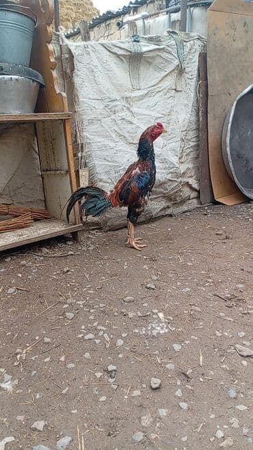 pişik balası satılır: Xoruz 2yaş yarmlxd cidi alc yazae — 3