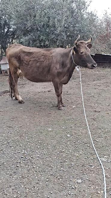 tap az ev quslari: Dişi, il: 9, Südlük, Ünvandan götürmə — 2