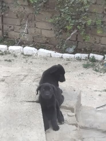 ov itləri: Kane-Korso, 2 ay, Erkek, Peyvəndli, Ödənişli çatdırılma — 2