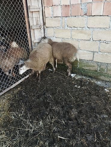 diri quzu: Əmlik quzu super kök 9.50 diri çəki — 3