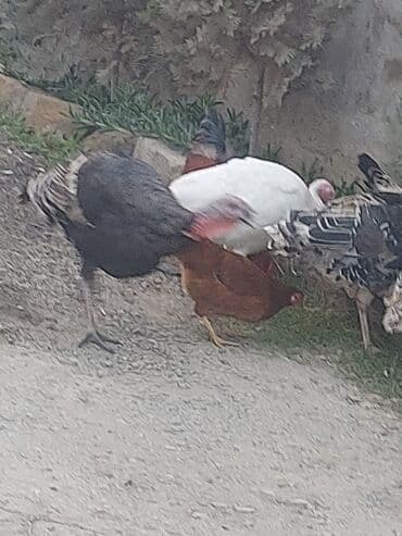 ördək qiyməti: Sərbəst gəzən kənd quşları satılır. - Növlər: qarışıq yerli toyuqlar — 6