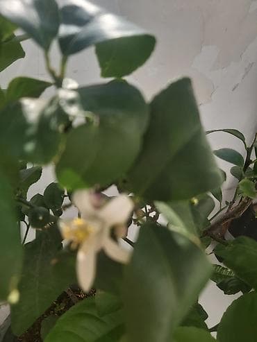 limon agacı: Limon ağacı. 50 azn — 3