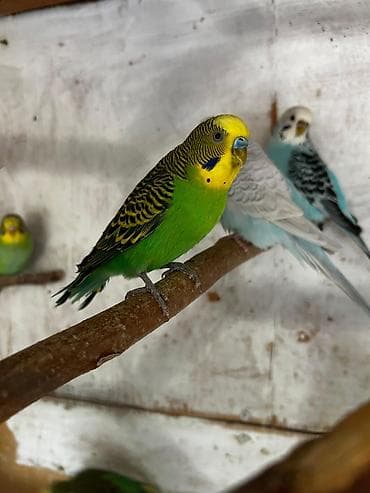 Tutuquşları: Cütə hazır erkek mavi erkek tutuqusular satılır, əlaqə votsap yalnız — 1