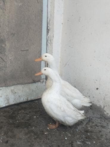 Hazır bir cüt ağ ördək satılır 
Qaz və kayuqa da var