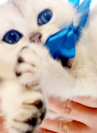 Lamborghini: Britan, Dişi, Yaxşı əllərə, Ünvandan götürmə — 4